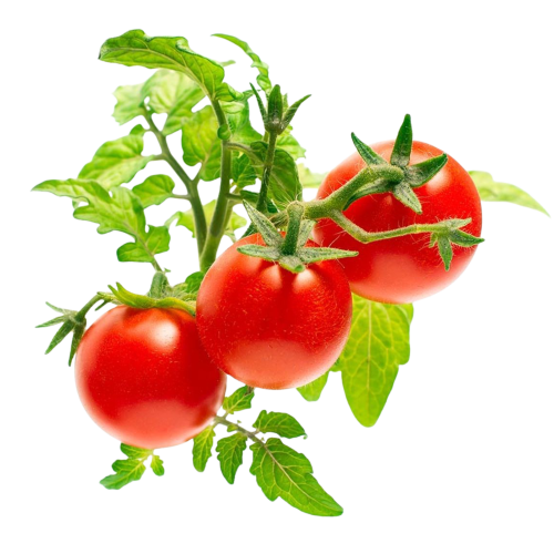 Click and Grow Smart Garden Refill 3-pack - Mini Tomatoes