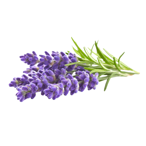 Click and Grow Smart Garden Refill 3-pack - Lavender