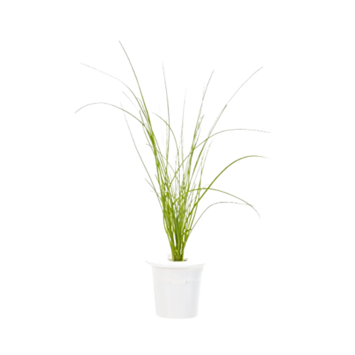 Click and Grow Smart Garden Refill 3-pack - Chives