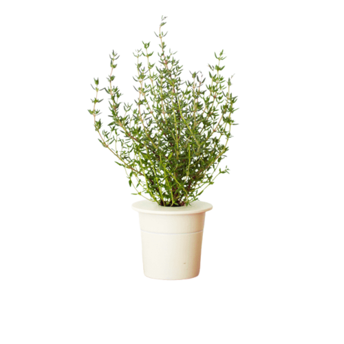 Click and Grow Smart Garden Refill 3-pack - Thyme