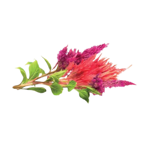 Click and Grow Smart Garden Refill 3-pack - Cockscomb