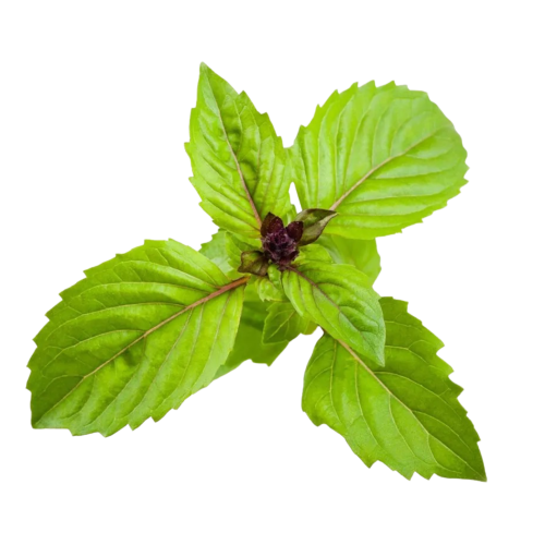 Click and Grow Smart Garden Refill 3-pack - Cinnamon Basil