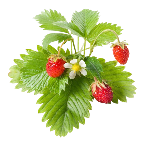 Click and Grow Smart Garden Refill 3-pack - Wild Strawberry